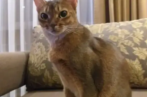 Пропала абиссинская кошка в Костроме, 5 лет, рыжая с ярко-зелеными глазами и пятном на животе. Нуждается в особом уходе.