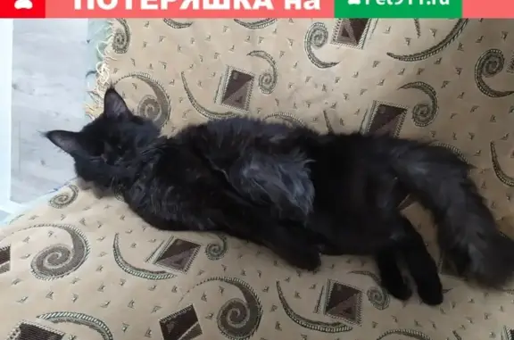 Кошки потеряшки, , фото: Потеряшка кот породы мейн кун в Новочеркасске