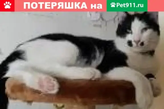 Пропал кот Гаврюша в Приозерске, помогите найти!
