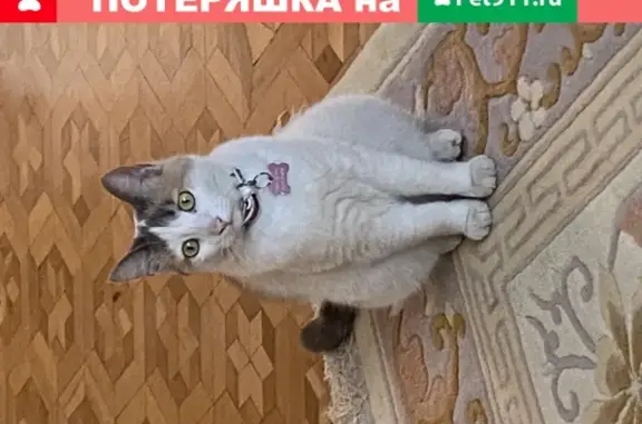Пропала кошка в Пятигорске, есть жетон с номером.