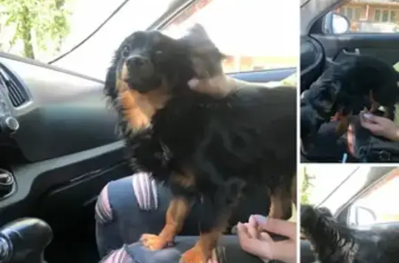 Собака найдена на Ворошилова, Челябинск