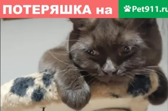 Кошки потеряшки, Санкт-Петербург, фото: Потеряшка кошка Алекса в Санкт-Петербурге