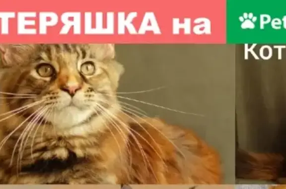 Пропала кошка в Востряково, мейнкун, 4 мес.