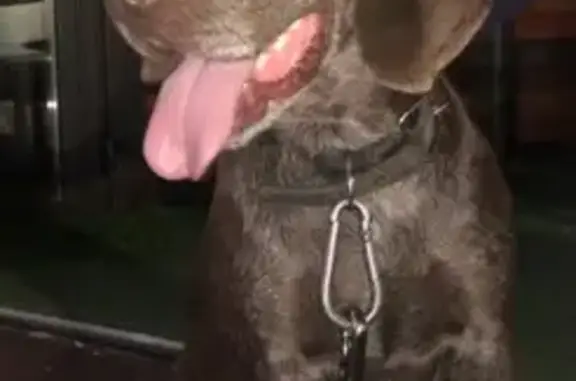 Найдена собака Порода курцхаар или пойнтер в Сочи
