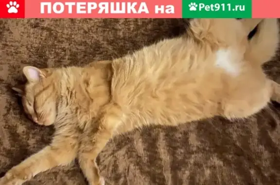 Кошки потеряшки, Оренбург, фото: Потеряшка кошка Лиза в Оренбурге, ул. Западная, д. 5