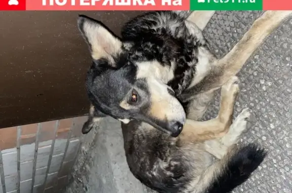 Собака с кодом 14148 найдена в Тюмени