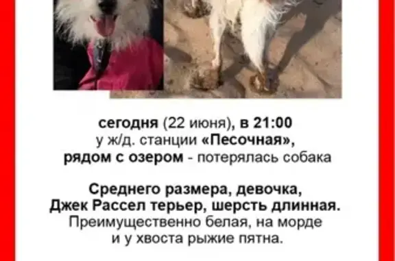 Пропала собака Джек Рассел терьер Миша в Санкт-Петербурге