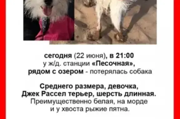 Пропала собака у ж/д. станции «Песочная» (СПб)