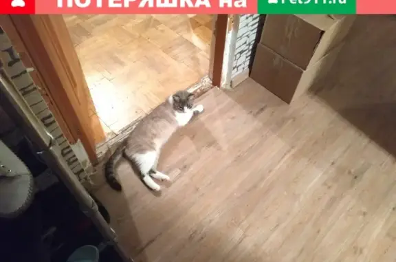 Объявления о пропавших и найденных животных, Ижевск, фото: Пропала кошка на улице Молодёжной, 13