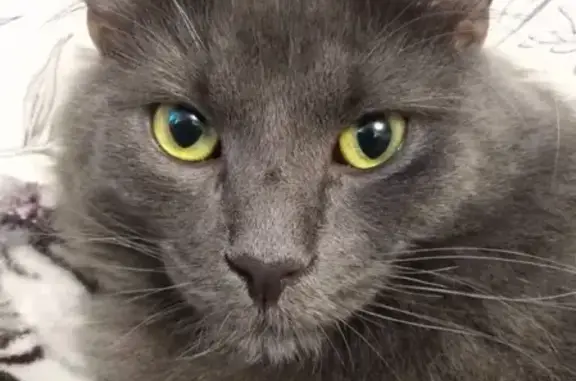 Кошки потеряшки, Санкт-Петербург, фото: Потеряшка кошка Фима на Брюсовской, 1 этаж