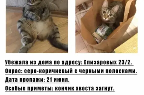 Пропала кошка на улице Елизаровых 23/2, вознаграждение!
