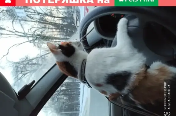 Кошки потеряшки, Уфа, фото: Потеряшка кошка Масяша, ул. Чернышевского 14, Уфа