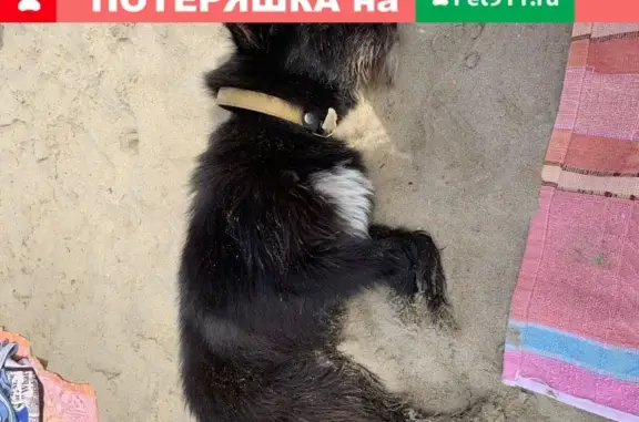 Найдена добрая собака возле пляжа Акватория в Анапе