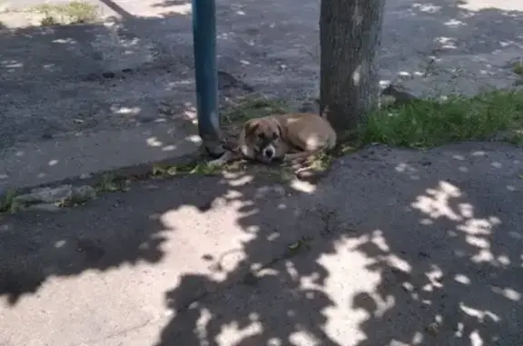 Собака найдена на Тускарной, 54 (Курск)