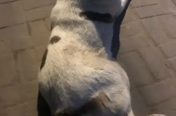 Собаки потеряшки, Нижний Новгород, фото: Потеряшка собака Валька на Анкудиновском шоссе