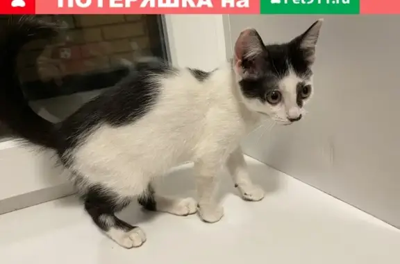 Котенок найден в Пискаревском парке