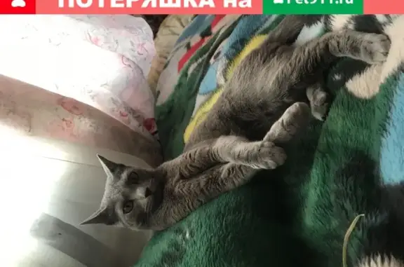 Кошки потеряшки, Санкт-Петербург, фото: Потеряшка кошка на ул. Партизана Германа 22, русский голубой, Светик