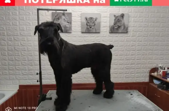 Пропала собака ризеншнауцер в Севастополе