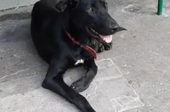Найдена собака на Можайском шоссе, ищет хозяев.