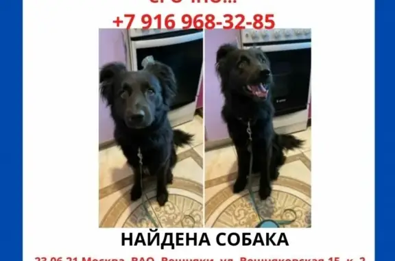 Собака Метис найдена в Москве.