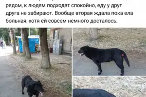 Найдена больная собака в Челябинске, адрес - Блюхера 5