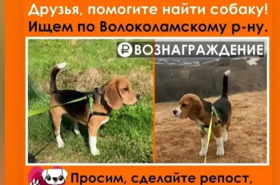Пропала собака в Волоколамском р-не, с.Теряево!