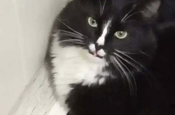 Потерянные животные Новочебоксарск, фото: Пропал кот Барсик на ул. Терешкова 21 в Новочебоксарске