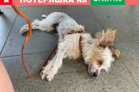Собака найдена у метро Петровско-Разумовская, у ТЦ 