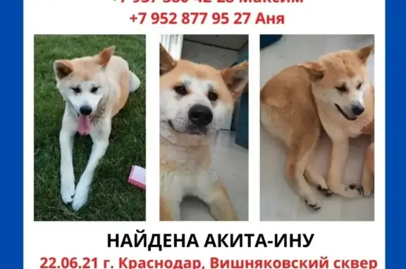 Собака Акита-Ину найдена в Краснодаре.