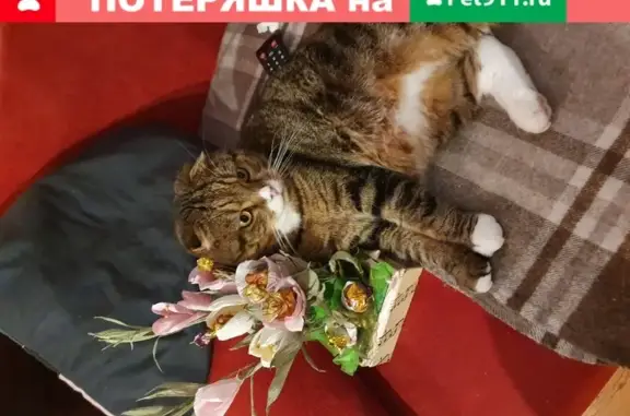 Пропала кошка Буся, Шотландец Вислоухий, черепаший окрас, Москва.
