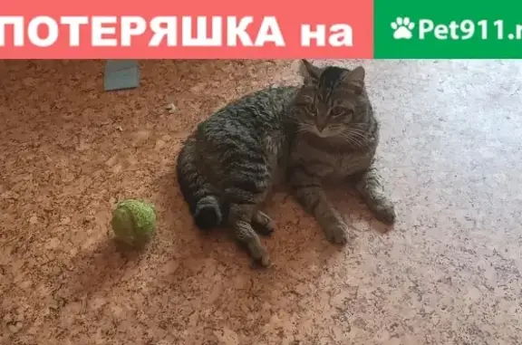 Кошки потеряшки, Тюмень, фото: Потеряшка кошка на ул. Рижская 76 в Тюмени