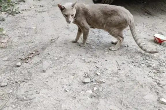 Найден кот в Королёве