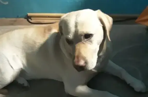 Пропала собака Алекс в Комсомольске-на-Амуре
