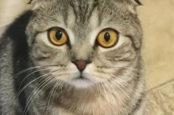 Кошки потеряшки, Казань, фото: Потеряшка кот Жора в снт Титан, Казань