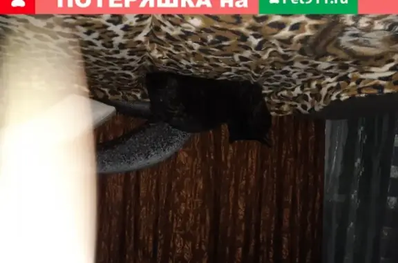 Найдена кошка в Новосибирске, тел. 89529121273