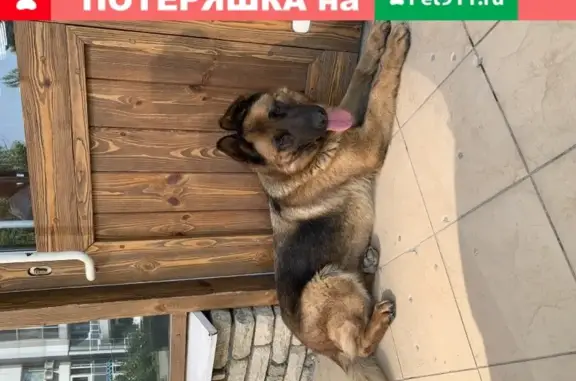 Найдена молодая собака в Москворчье 31к1