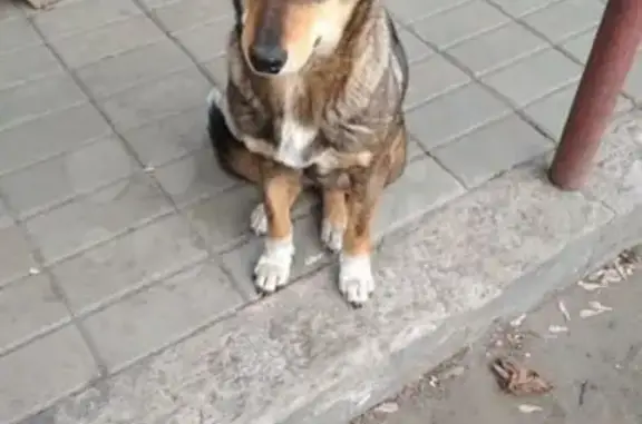 Пропала собака в Славгороде, ул. Энгельса, вознаграждение.
