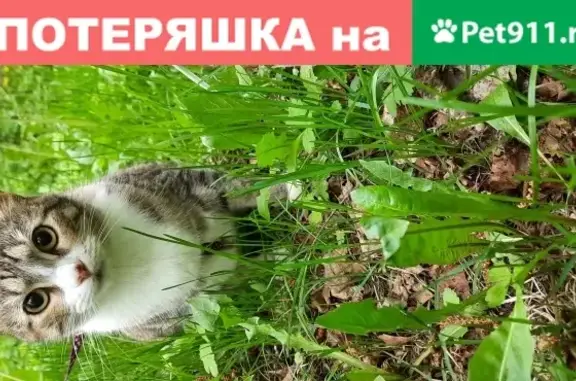 Пропала кошка на Береговой ул. (Деревяницы) - помогите найти!