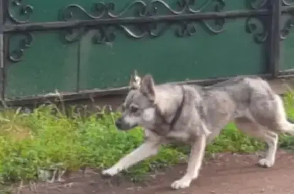 Найдена собака в СНТ Уршак, Уфа