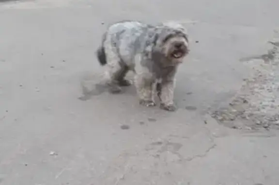 Найдена игривая собака без клейма в Москве