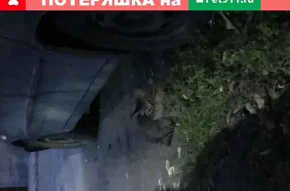 Найдена кошка на пр. Толбухина, д.64,62 в Ярославле