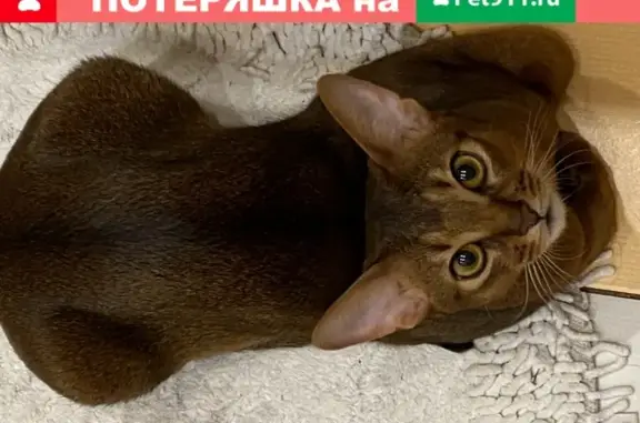 Пропал рыжий кот в Москве, район метро Красносельская