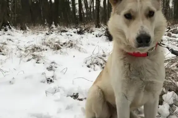 Пропала собака Рокки в деревне Жостово.