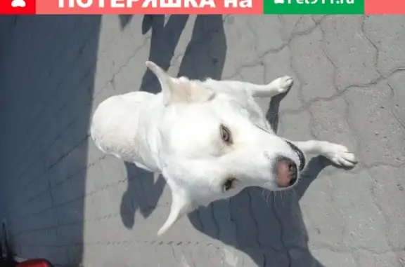 Найдена собака возле Перекрёстка на улице Серова, ищет хозяина