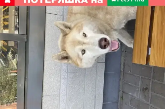 Собака найдена у Макдональдс на автостанции в Белгороде
