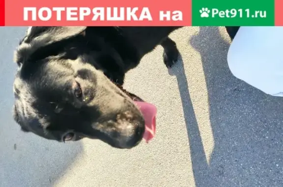 Чёрная собака найдена в парке Малиновка, Санкт-Петербург