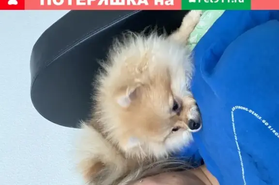 Собаки потеряшки, Нижний Новгород, фото: Потеряшка собака Вольтер в Нижнем Новгороде