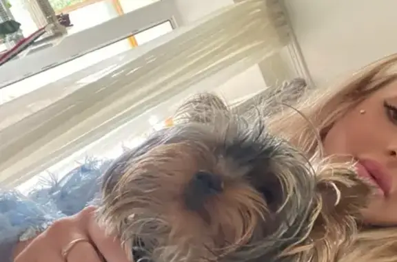 Собаки потеряшки, Нижний Новгород, фото: Потеряшка собака Вольтер в Нижнем Новгороде