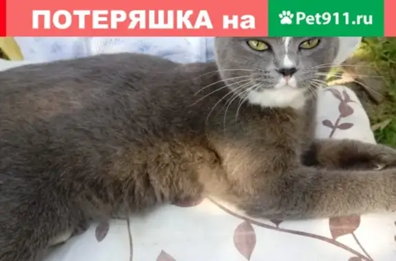 Найдена кошка в дер. Остафьево, ул. Зеленовка, д.110