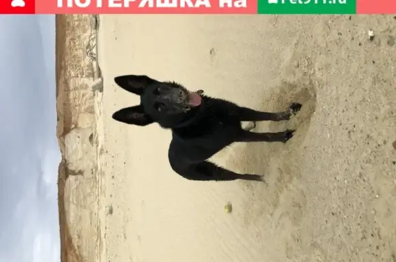 Собаки потеряшки, Волгоград, фото: Потеряшка собака Луна в Волгограде